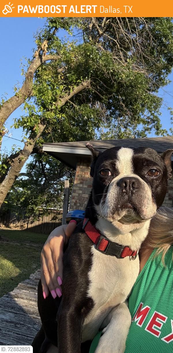 Found/Stray Male Dog last seen Westmorland, Dallas, TX 75236