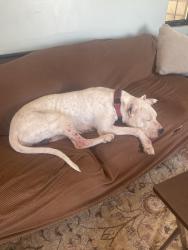 Lost Male Dog last seen La Canada , Fallbrook, CA 92028