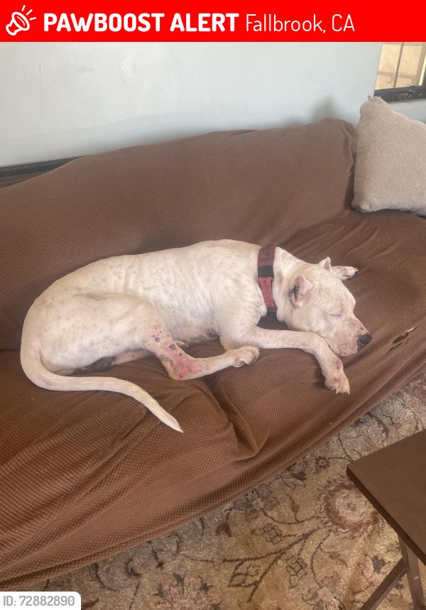 Lost Male Dog last seen La Canada , Fallbrook, CA 92028