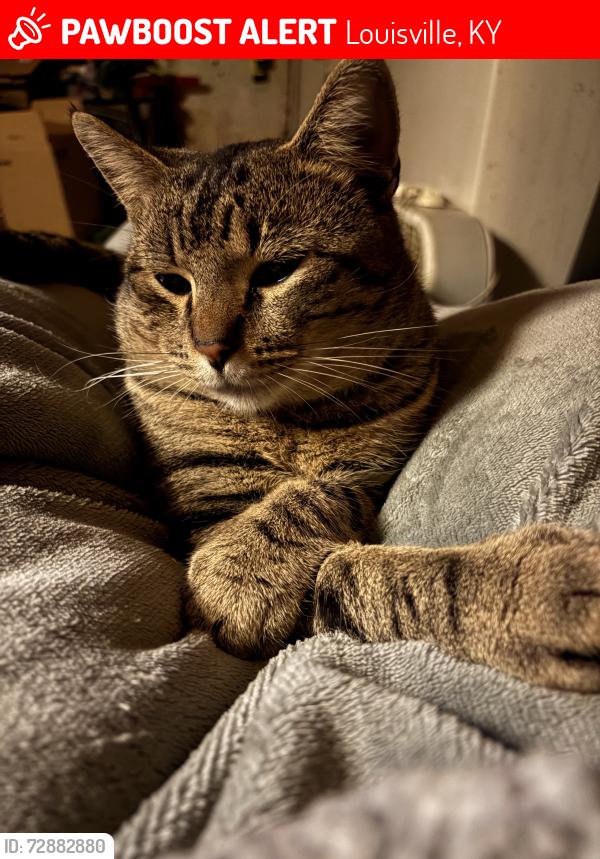 Lost Male Cat last seen Louisville, Ky 40219, Louisville, KY 40219
