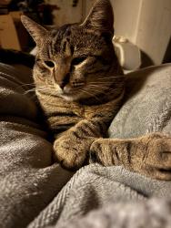 Lost Male Cat last seen Louisville, Ky 40219, Louisville, KY 40219