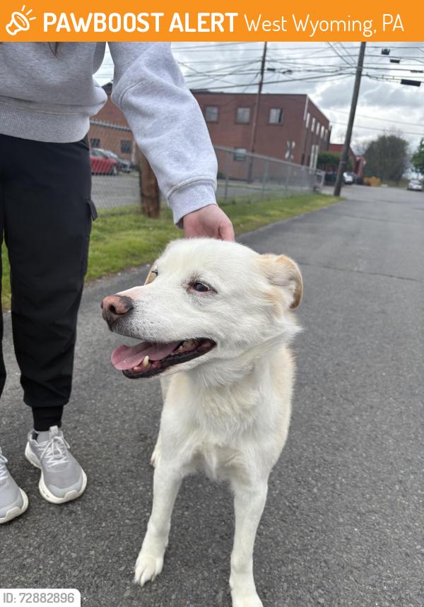 Found/Stray Male Dog last seen West 8th Street, West Wyoming, PA 18644