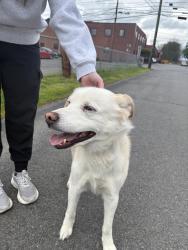 Found/Stray Male Dog last seen West 8th Street, West Wyoming, PA 18644