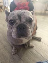 Lost Female Dog last seen Alexander and pecos, Las Vegas, NV 89115