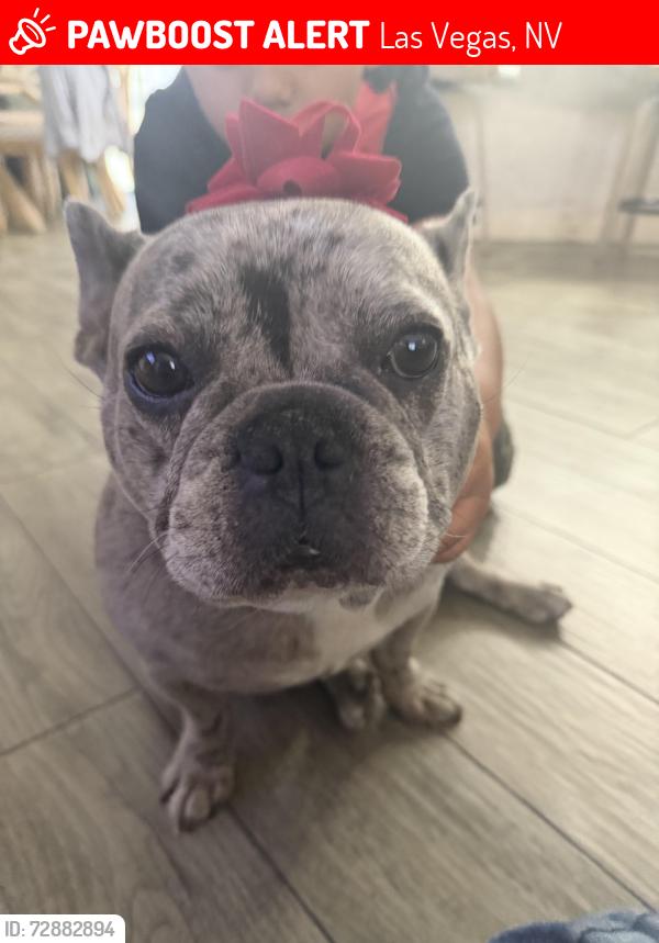 Lost Female Dog last seen Alexander and pecos, Las Vegas, NV 89115