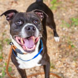 Shelter Stray Male Dog last seen , Hattiesburg, MS 39401