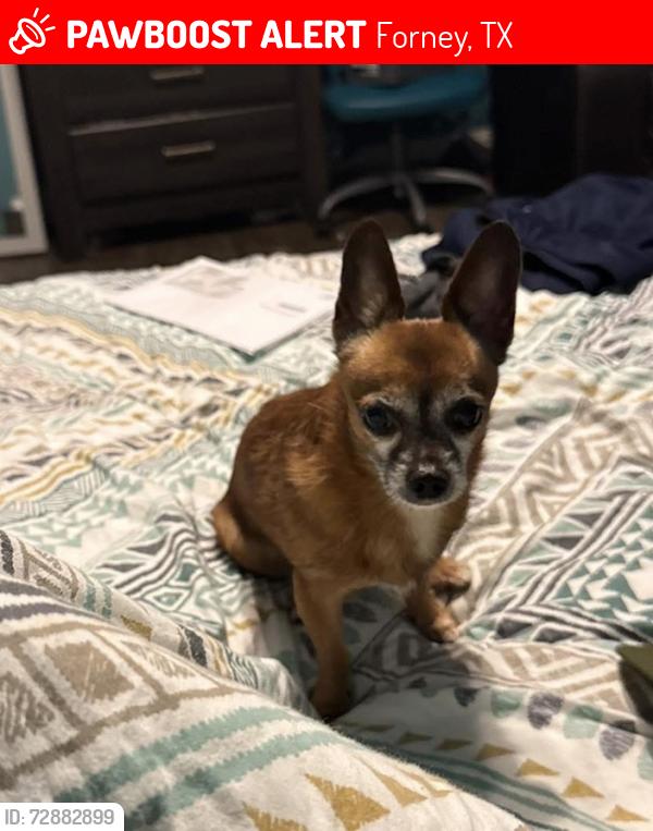 Lost Male Dog last seen Plantation ridge, Forney, TX 75126