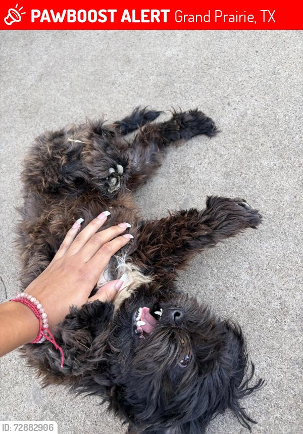 Lost Male Dog last seen Meadowbrook Dr, Grand Prairie, TX 75050