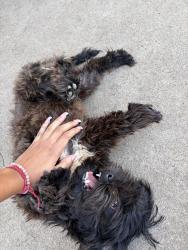 Lost Male Dog last seen Meadowbrook Dr, Grand Prairie, TX 75050
