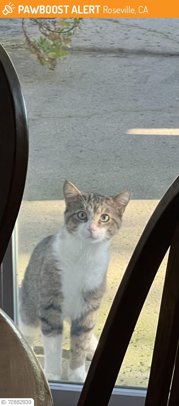 Found/Stray Unknown Cat last seen Callawassie and Caragh, Roseville, CA 95747