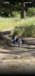 Reunited Unknown Dog last seen 31st and Judah , San Francisco, CA 94122