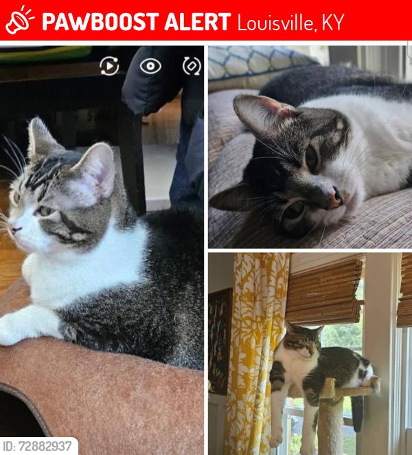 Lost Male Cat last seen Watterson Trail between S Hurstbourne and Nachand., Louisville, KY 40299