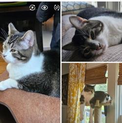 Lost Male Cat last seen Watterson Trail between S Hurstbourne and Nachand., Louisville, KY 40299