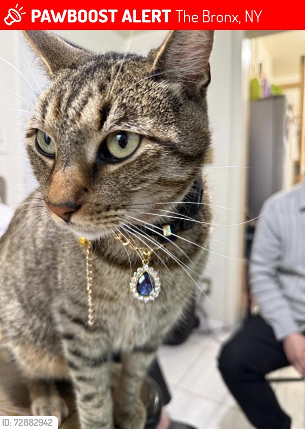 Lost Male Cat last seen Castlehill and by , The Bronx, NY 10473