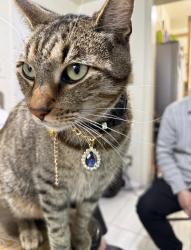 Lost Male Cat last seen Castlehill and by , The Bronx, NY 10473