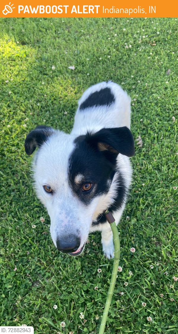 Found/Stray Male Dog last seen Near e edwards ave , Indianapolis, IN 46227