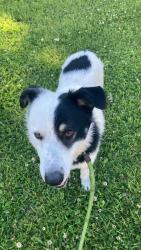 Found/Stray Male Dog last seen Near e edwards ave , Indianapolis, IN 46227