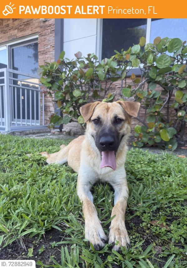 Found/Stray Female Dog last seen Princeton groves apmt near US1, Princeton, FL 33032