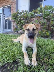 Found/Stray Female Dog last seen Princeton groves apmt near US1, Princeton, FL 33032