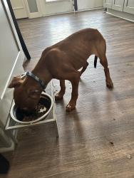 Found/Stray Male Dog last seen Enterprise Road, Horry County, SC 29588