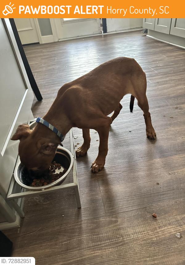Found/Stray Male Dog last seen Enterprise Road, Horry County, SC 29588