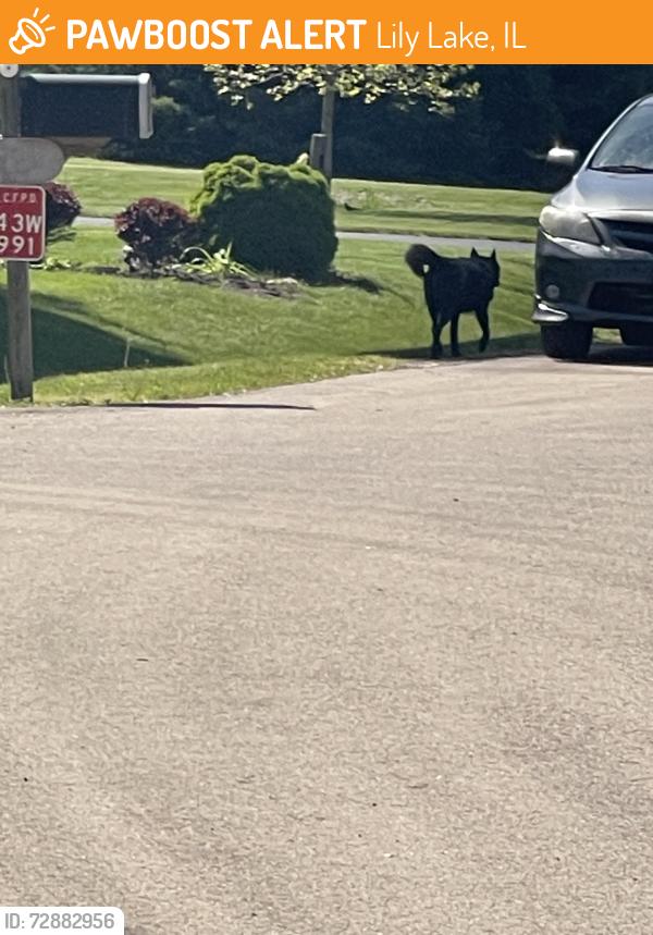 Found/Stray Male Dog last seen off of hanson road and headed towards route 64, Lily Lake, IL 60151