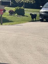 Found/Stray Male Dog last seen off of hanson road and headed towards route 64, Lily Lake, IL 60151