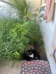 Lost Female Cat last seen Cobblestone farm drive , Maricopa, AZ 85139