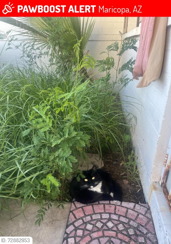 Lost Female Cat last seen Cobblestone farm drive , Maricopa, AZ 85139