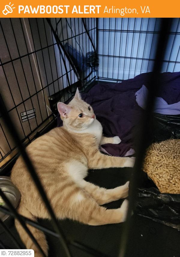 Found/Stray Male Cat last seen The park at Arlington Ridge apmts , Arlington, VA 22206
