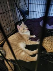 Found/Stray Male Cat last seen The park at Arlington Ridge apmts , Arlington, VA 22206