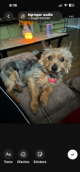 Lost Male Dog last seen Near circle dr Arlington TX 76010, Arlington, TX 76010