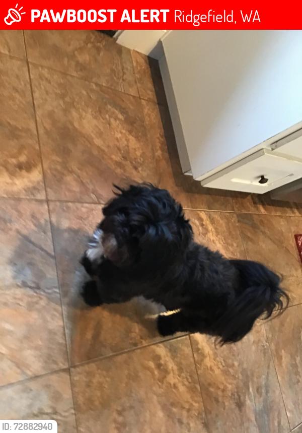 Lost Male Dog last seen Near nw 37th court , Ridgefield, WA 98642