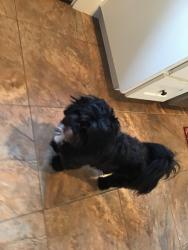 Lost Male Dog last seen Near nw 37th court , Ridgefield, WA 98642