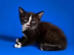 Shelter Stray Female Cat last seen INJ COMM KITEN @ W OLIVER ST & HWY 301, Jacksonville, FL 32204