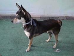 Shelter Stray Female Dog last seen , 4275 Elton St, Baldwin Park, CA 91706, USA