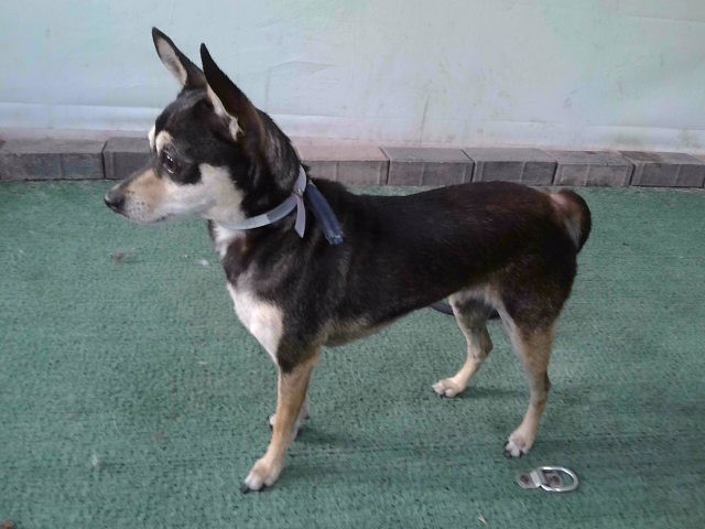 Shelter Stray Female Dog last seen , 4275 Elton St, Baldwin Park, CA 91706, USA