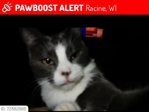 Lost Male Cat last seen North side of Racine wi , Racine, WI 53404