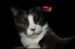 Lost Male Cat last seen North side of Racine wi , Racine, WI 53404