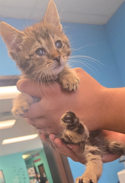 Shelter Stray Unknown Cat last seen BARRINGTON ST BAKERSFIELD, Bakersfield, CA 93307