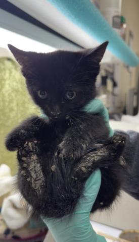 Shelter Stray Male Cat last seen Near BLOCK LAREDO RD, RIVERSIDE CA 92506, Jurupa Valley, CA 92509