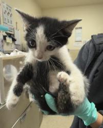 Shelter Stray Female Cat last seen Near BLOCK LAREDO RD, RIVERSIDE CA 92506, Jurupa Valley, CA 92509