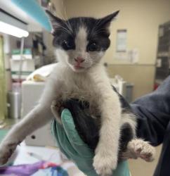 Shelter Stray Male Cat last seen Near BLOCK LAREDO RD, RIVERSIDE CA 92506, Jurupa Valley, CA 92509