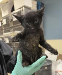 Shelter Stray Male Cat last seen Near BLOCK LAREDO RD, RIVERSIDE CA 92506, Jurupa Valley, CA 92509