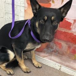 Shelter Stray Male Dog last seen Near BLOCK E EASTON ST, San Bernardino, CA 92401
