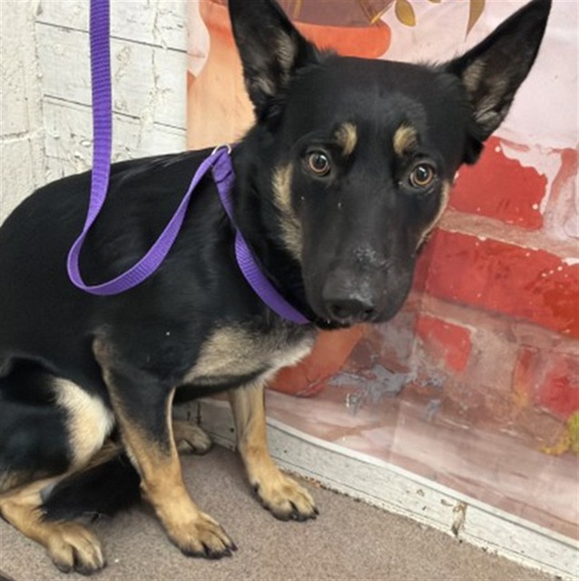Shelter Stray Male Dog last seen Near BLOCK E EASTON ST, San Bernardino, CA 92401