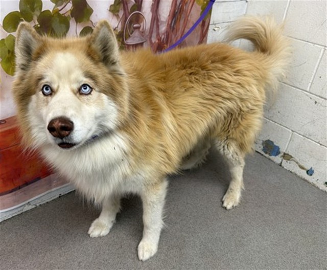 Shelter Stray Male Dog last seen Near BLOCK E EASTON, San Bernardino, CA 92401