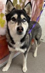 Shelter Stray Female Dog last seen Near BLOCK E EASTON, San Bernardino, CA 92401