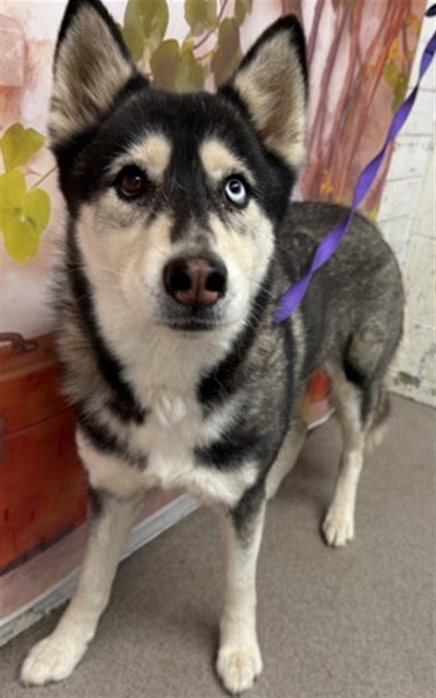 Shelter Stray Female Dog last seen Near BLOCK E EASTON, San Bernardino, CA 92401