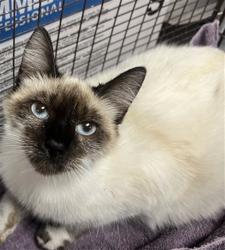 Shelter Stray Female Cat last seen S EUREKA AVE & W MILL ST, SAN BERNARDINO, CA, 92410, San Bernardino, CA 92401